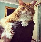 三岁半的猫咪相当于人
