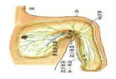 腋下老出汗用什么药